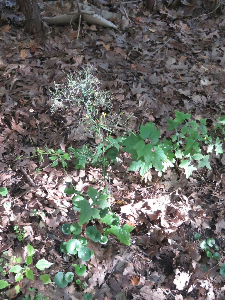 Wall Lettuce from Lamoille River Walk, 87 Ritchie Ave, Milton, VT 05468