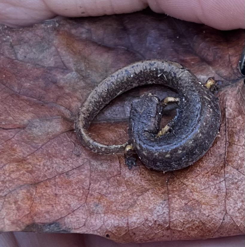 Fourtoed Salamander from Greensboro, NC, USA on November 12, 2023 at