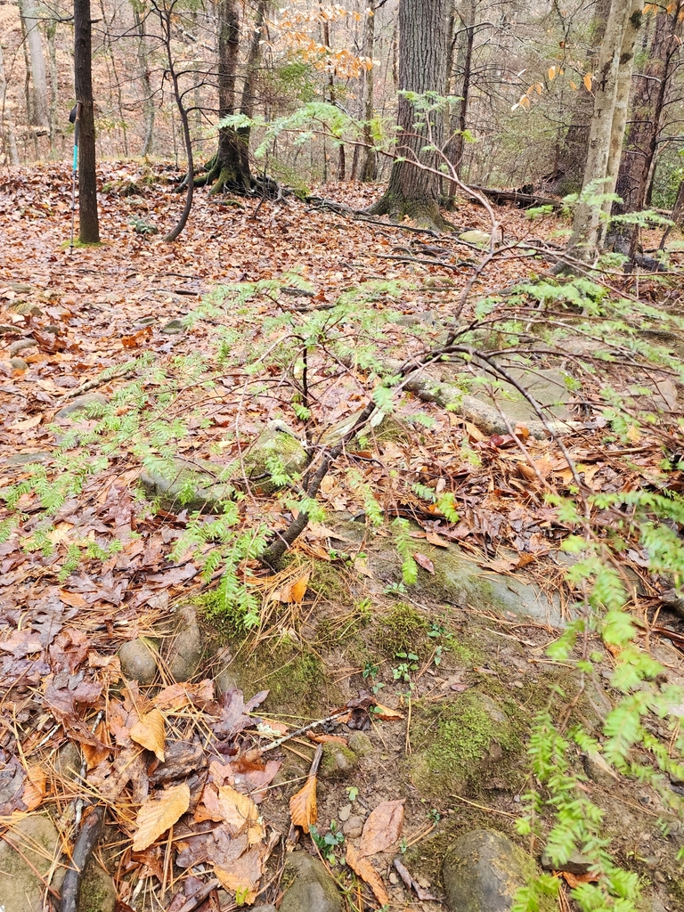 eastern hemlock from Bakewell, TN 37373, USA on January 7, 2024 at 10