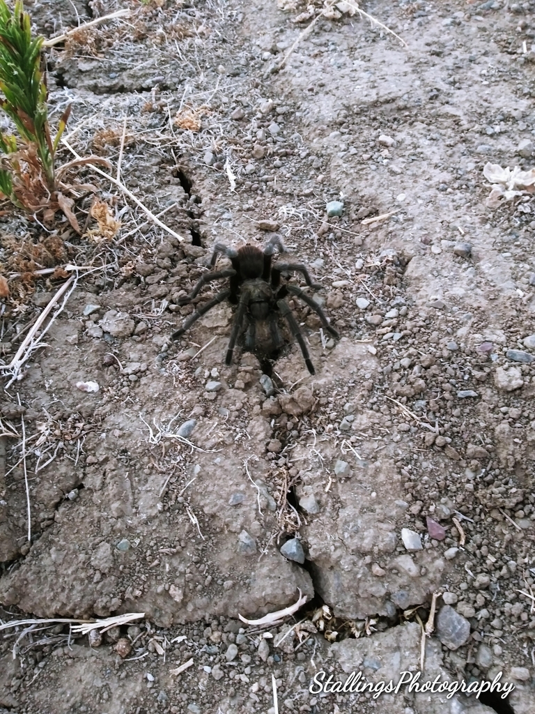 Johnny Cash Tarantula from Diablo Grande, CA 95363, USA on July 30