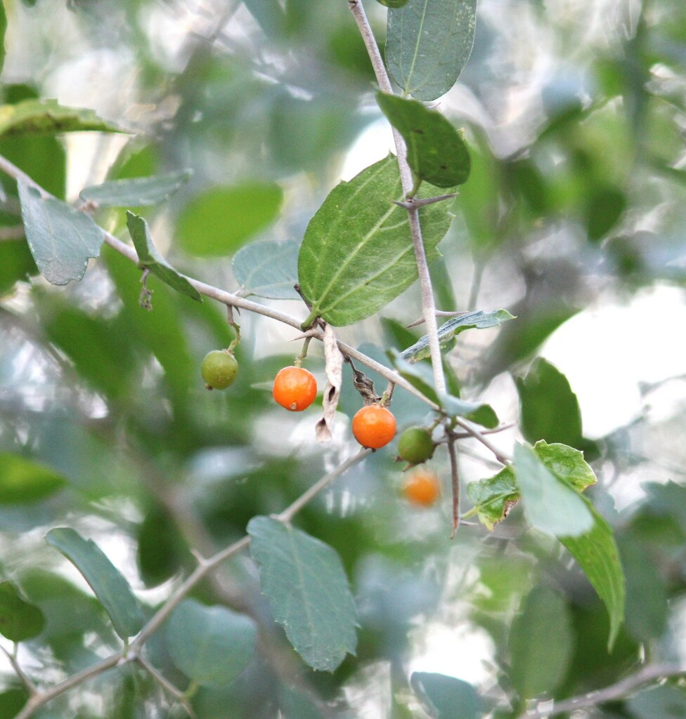 spiny hackberry from South Side, Corpus Christi, TX, USA on January 9