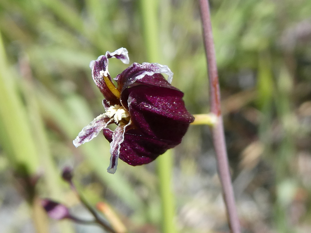 most beautiful jewelflower in May 2023 by justinchappelle · iNaturalist