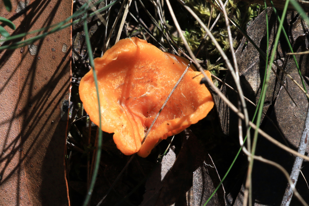Australian chanterelle from Melbourne VIC, Australia on January 10
