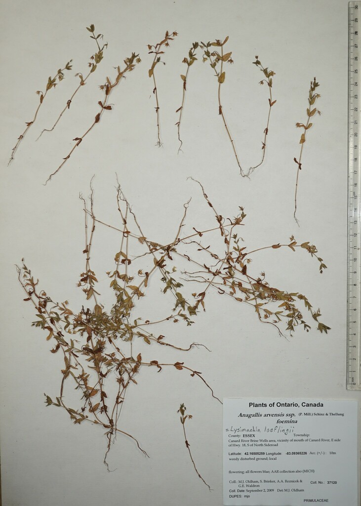 Blue Scarlet Pimpernel from Canada, Ontario, ESSEX County, Canard River