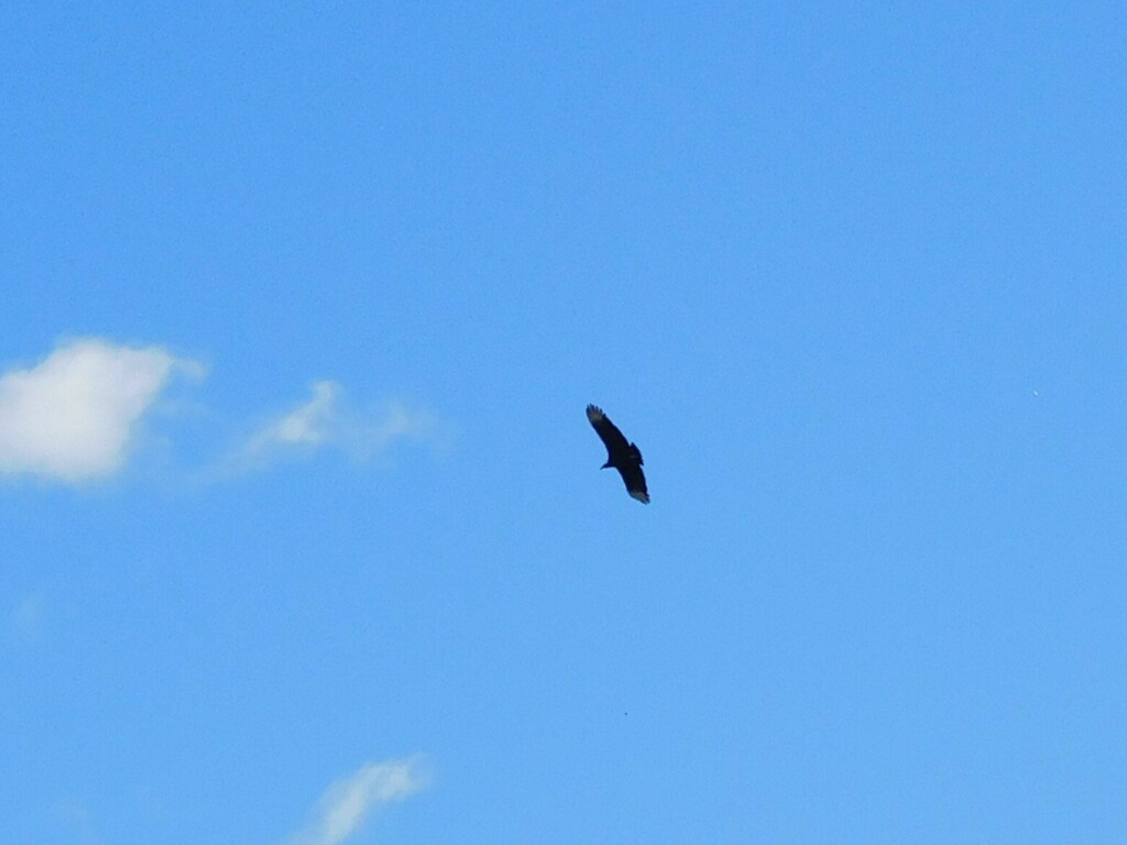 Black Vulture from Savage, MD, USA on January 10, 2024 at 1107 AM by