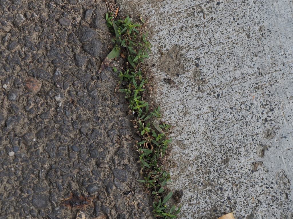 Old World Diamond Flower from 844台灣高雄市六龜區 on January 10, 2024 at 1024