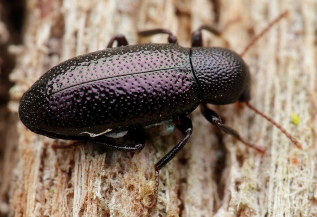 Lichen Darkling Beetle from Notley Hills TAS 7275, Australia on January