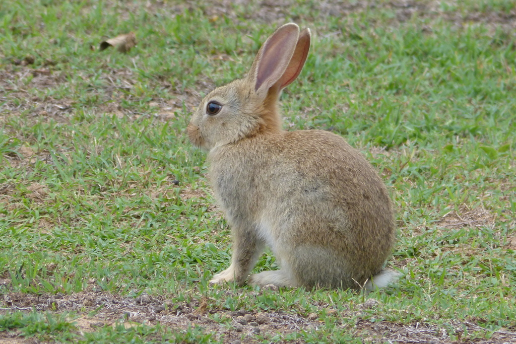 European Rabbit from North Avoca NSW 2260, Australia on January 1, 2024 at 0332 PM by