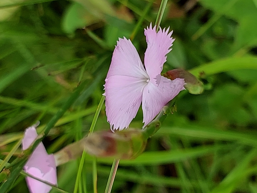 African Pink from Camperdown Rural, 3720, South Africa on January 11