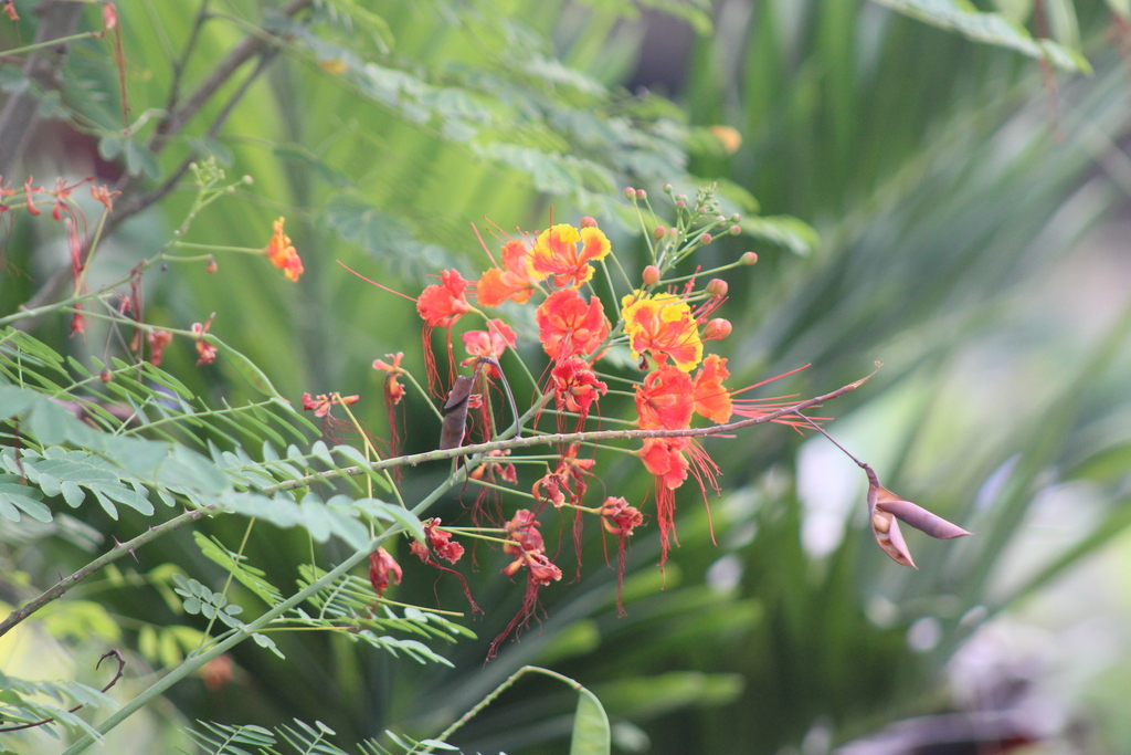 peacock flower from Engativá, Bogotá, Bogota, Colombia on December 12