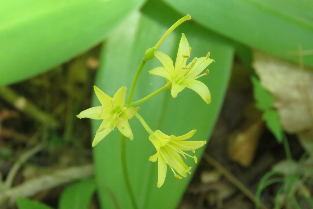 bluebead lily from Lamoille River Walk, 87 Ritchie Ave, Milton, VT