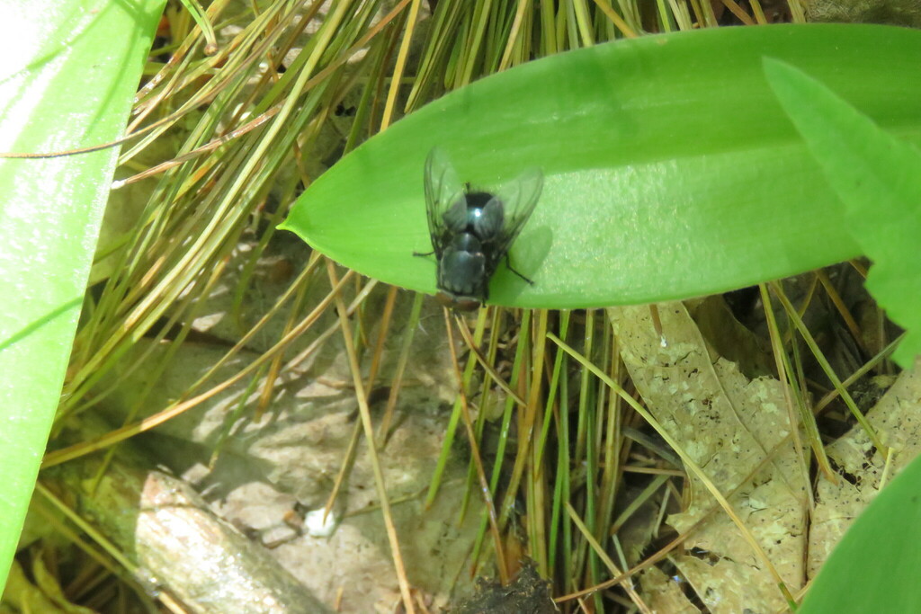 Blow Flies from Lamoille River Walk, 87 Ritchie Ave, Milton, VT 05468