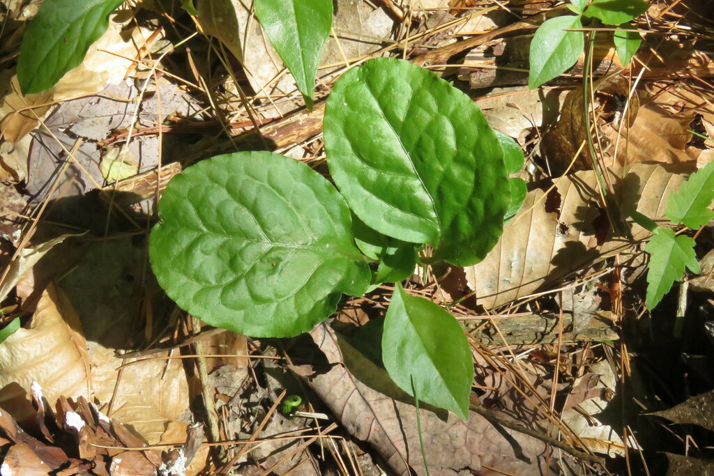 shinleaf from Lamoille River Walk, 87 Ritchie Ave, Milton, VT 05468