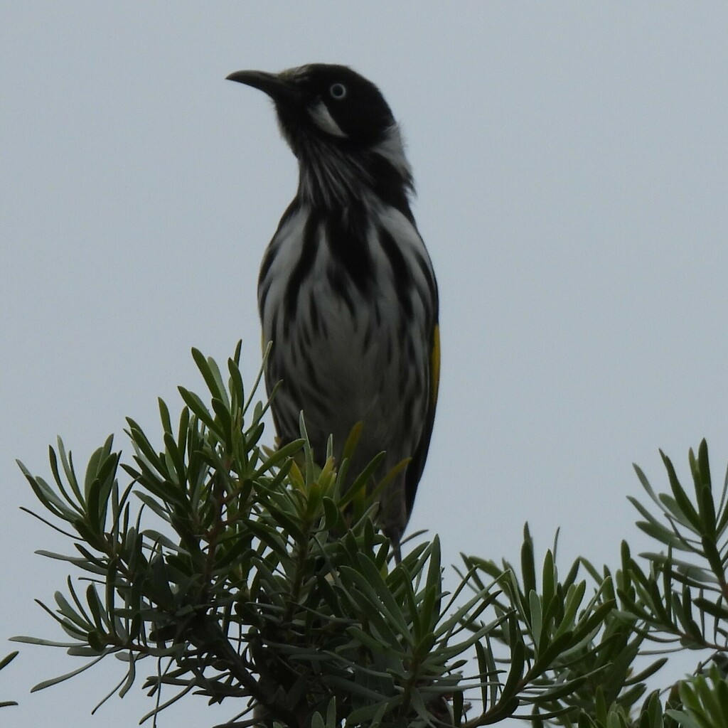 New Holland Honeyeater from Torquay Jan Juc VIC 3228, Australia on