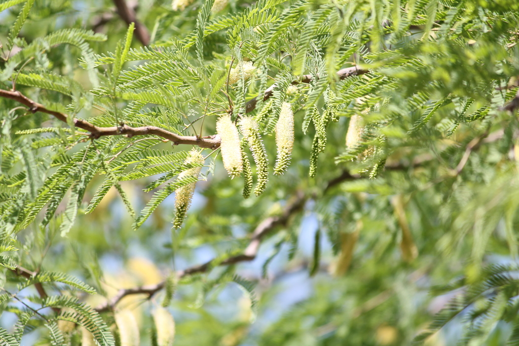 mesquites from casa on April 11, 2019 at 1158 AM by Andrés Verver