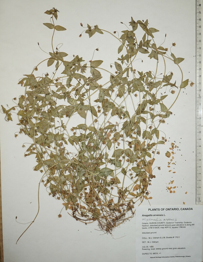 scarlet pimpernel from Canada, Ontario, HURON County, Goderich Harbour