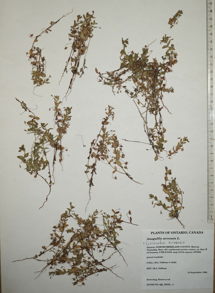 scarlet pimpernel from Canada, Ontario, NORTHUMBERLAND County, Hwy. 401