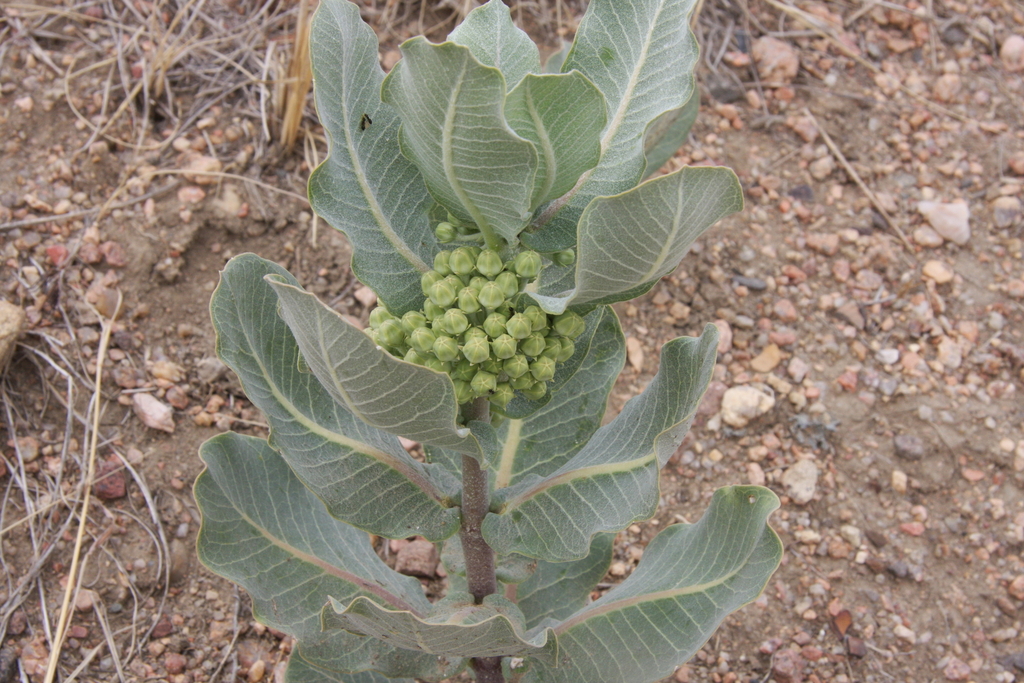 broadleaf milkweed from Pueblo County, CO, USA on July 6, 2011 at 1247 AM by Scott F Smith