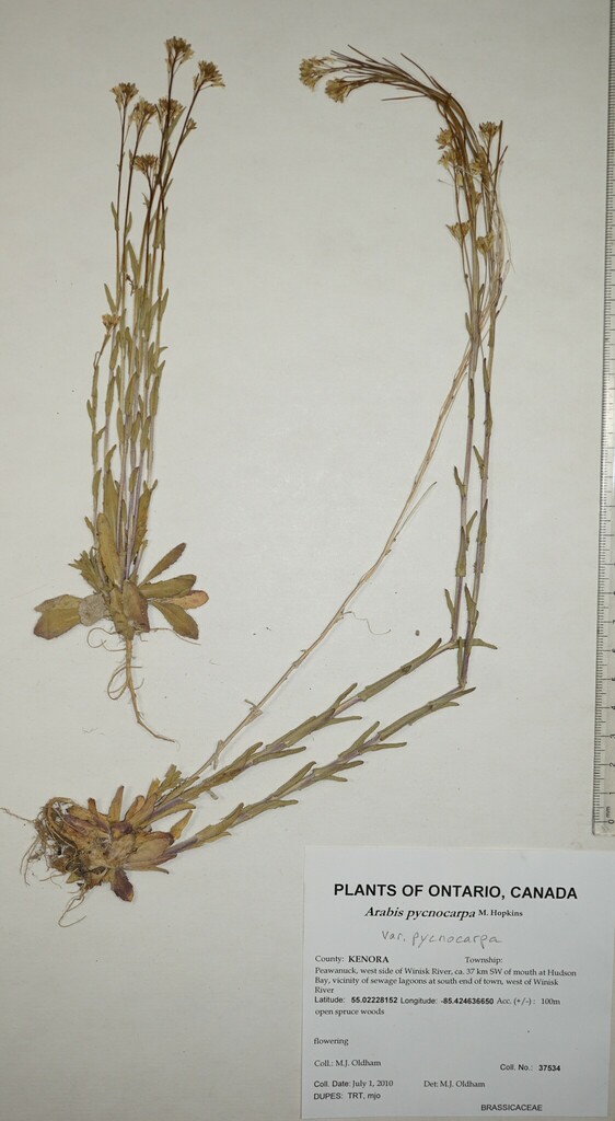 Arabis pycnocarpa pycnocarpa from Canada, Ontario KENORA County