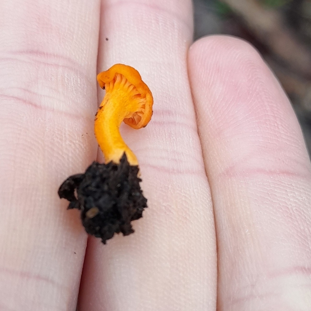 Australian chanterelle from Mortdale NSW 2223, Australia on January 15