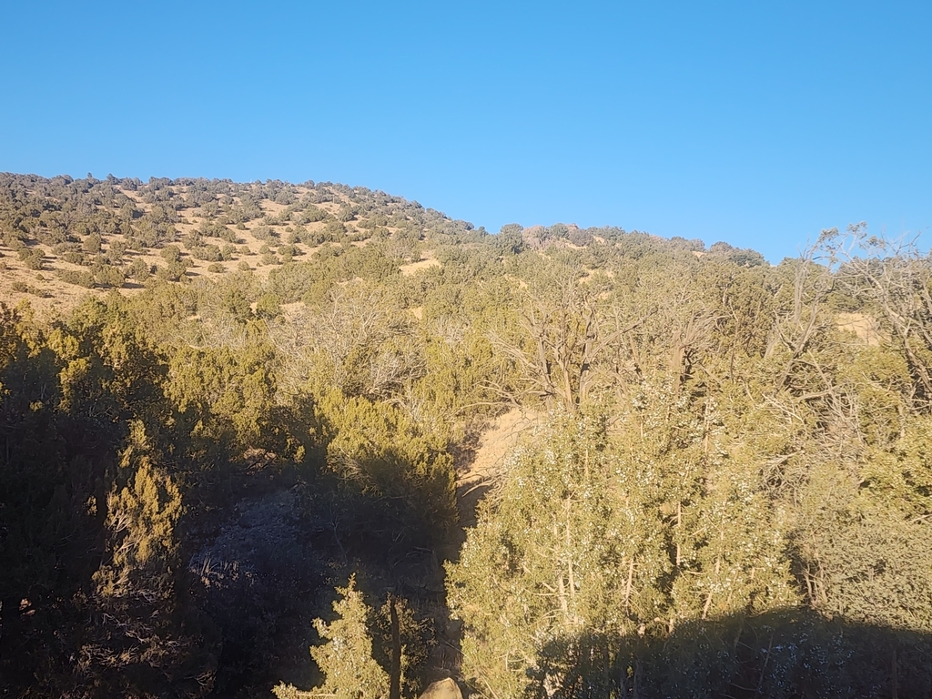 Utah Juniper from Iron Springs, AZ 86305, USA on January 14, 2024 at 04