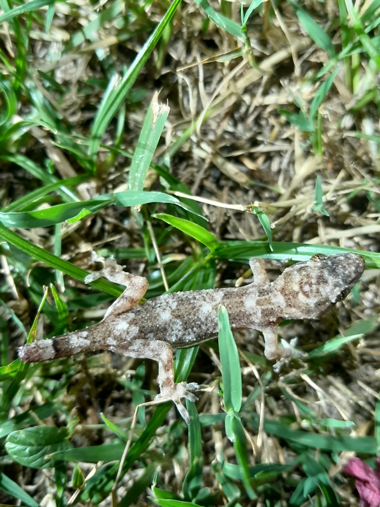 Tropical House Gecko from 149 boulevard hegesippe ibene, SainteAnne