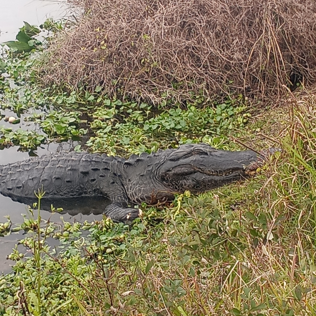 American Alligator from Gainesville, FL 32641, USA on January 18, 2024 at 1038 AM by Wayne