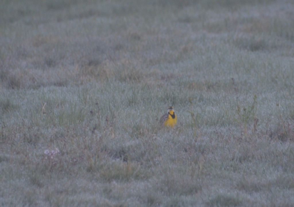 Eastern Meadowlark from Elkins, WV 26241, USA on April 13, 2019 at 06
