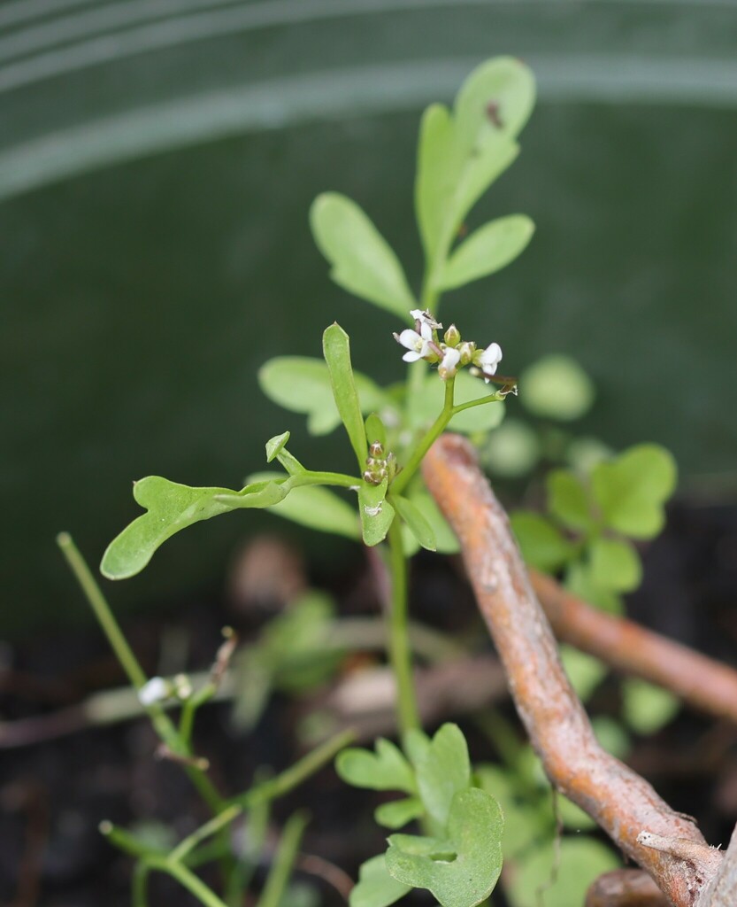 Nursery bittercress from San Juan Capistrano, CA, USA on January 19