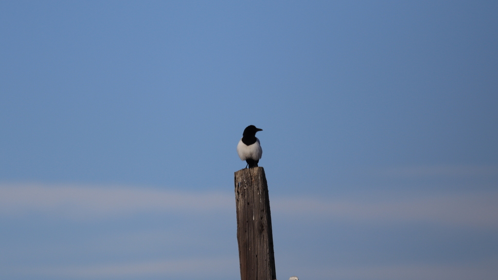 Eurasian Magpie from Gardabani Municipality, on January 20