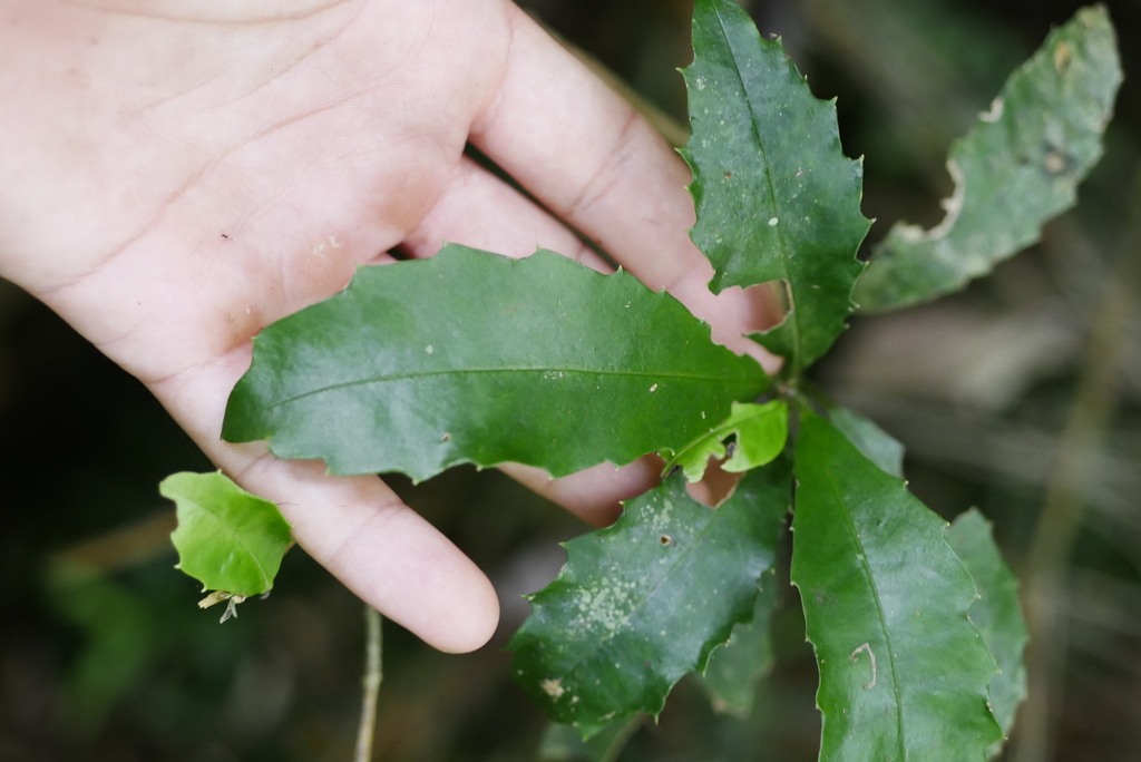 Featherwood from Lamington, Beaudesert Pt B, Queensland, Australia on