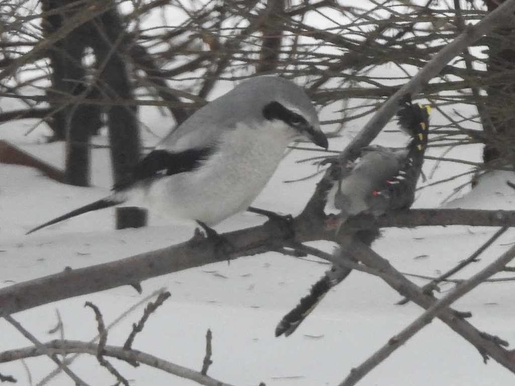 Northern Shrike from Willow Avenue Tilley Road, Sault Ste. Marie, ON