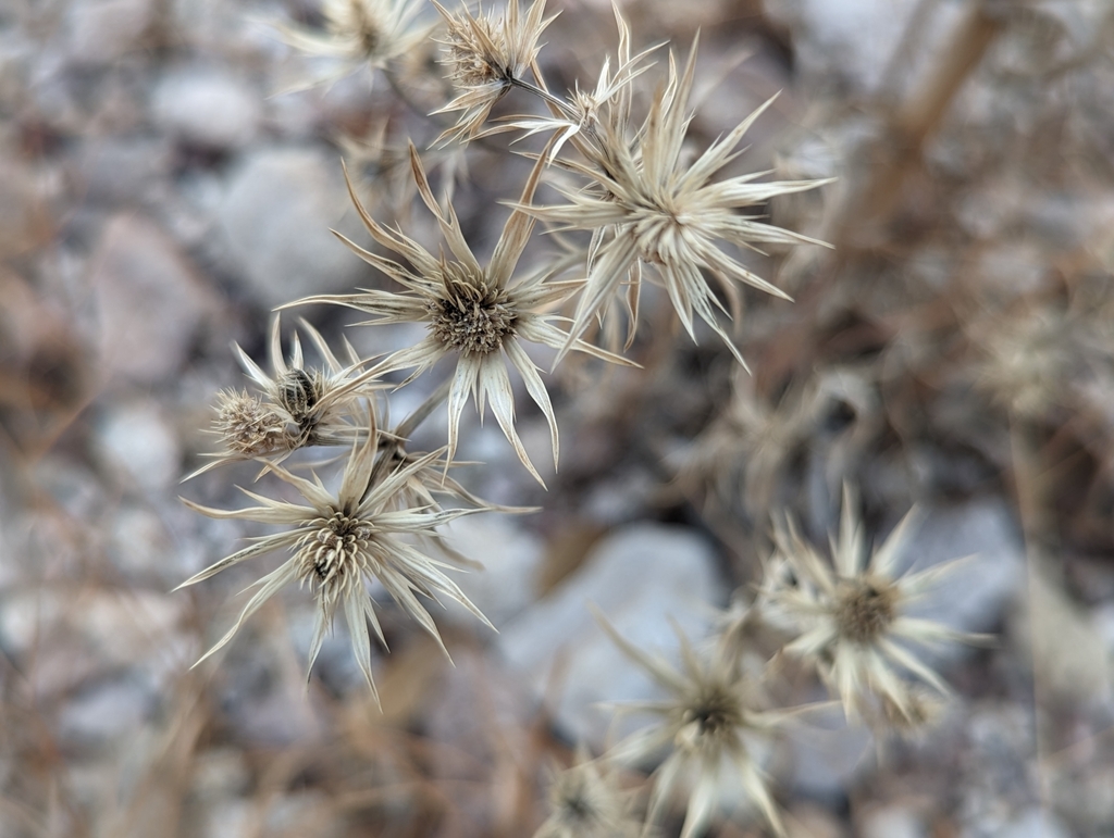 Wright's eryngo from Nogales, AZ 85621, USA on January 19, 2024 at 04