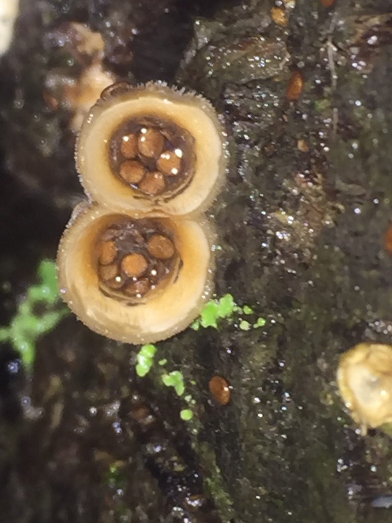 woolly bird's nest fungus from Lakewood, WA, USA on December 28, 2023