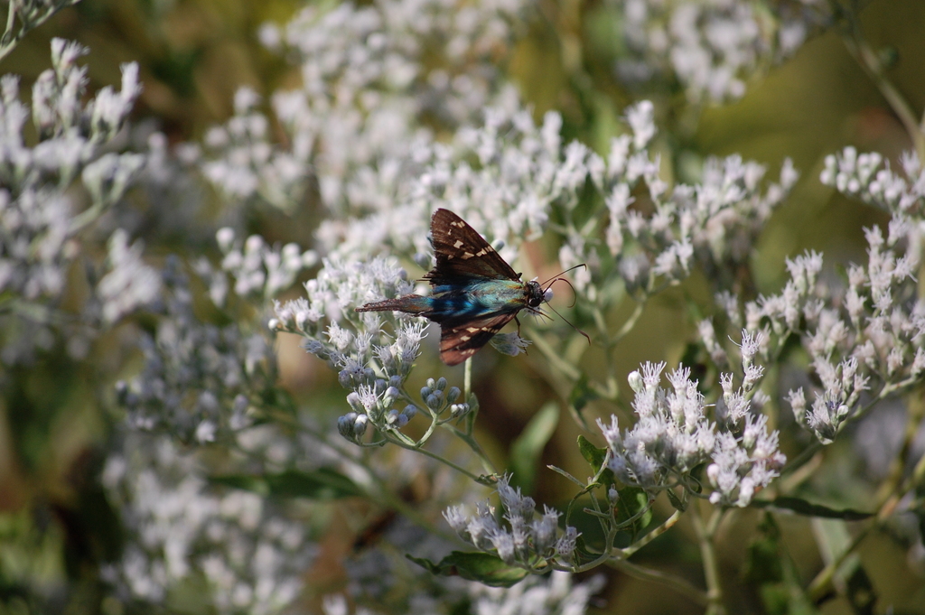 Longtailed Skipper from 3044 Broadway Extended, Greenville, MS 38703, USA on September 27, 2022