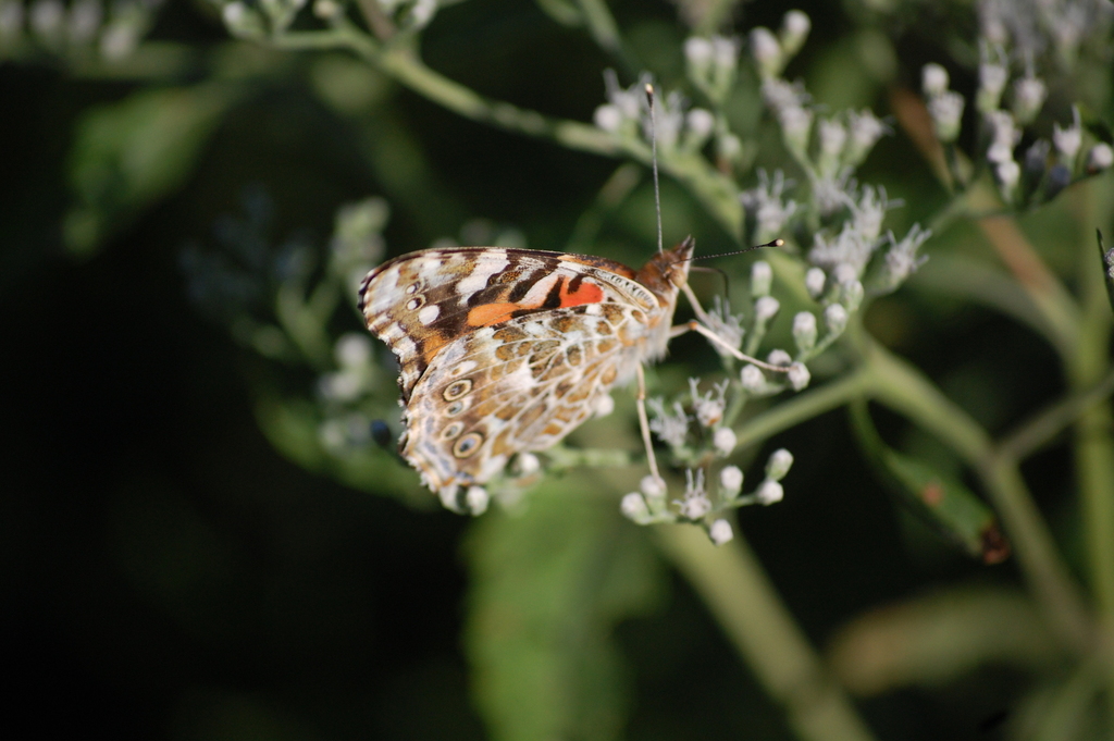 Painted Lady from 3044 Broadway Extended, Greenville, MS 38703, USA on September 27, 2022 at 05