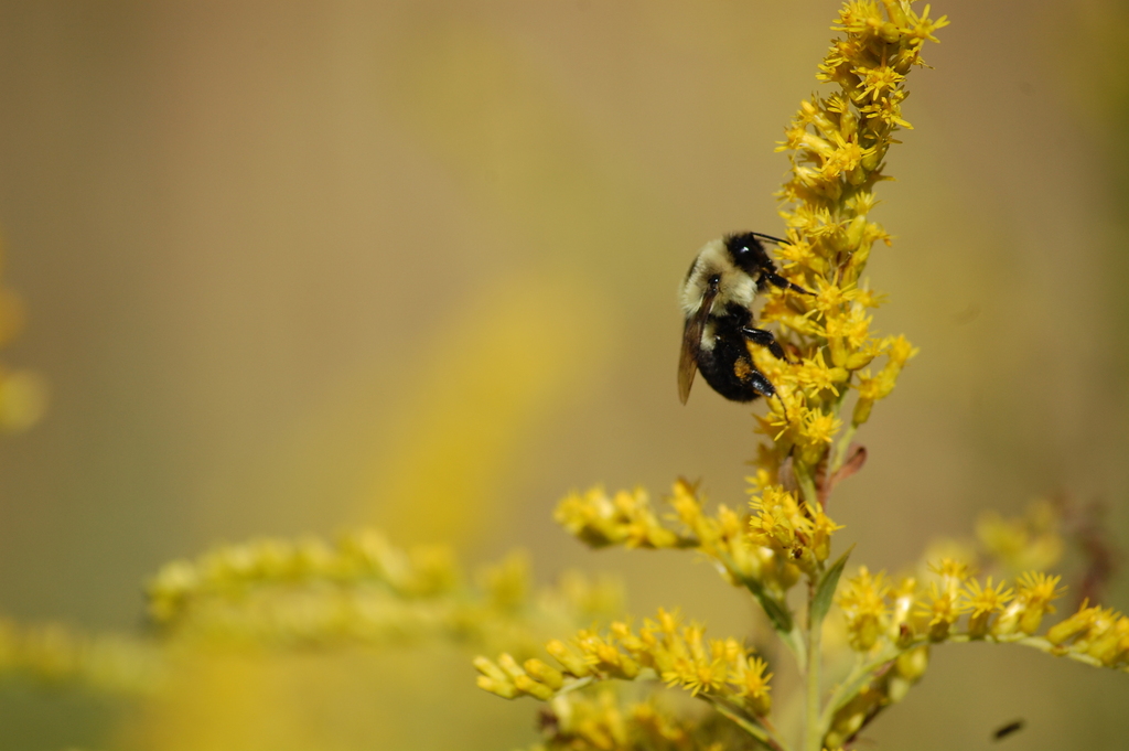 Common Eastern Bumble Bee from 3044 Broadway Extended, Greenville, MS 38703, USA on September 30