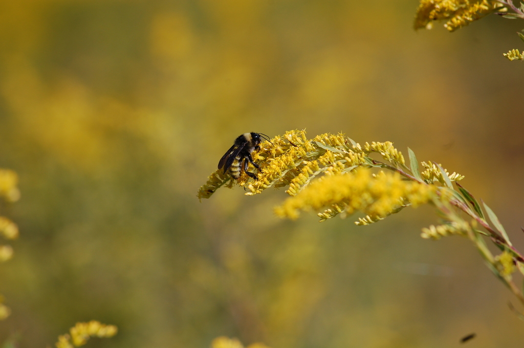 American Bumble Bee from 3044 Broadway Ext N, Greenville, MS 38703 on September 30, 2022 at 10