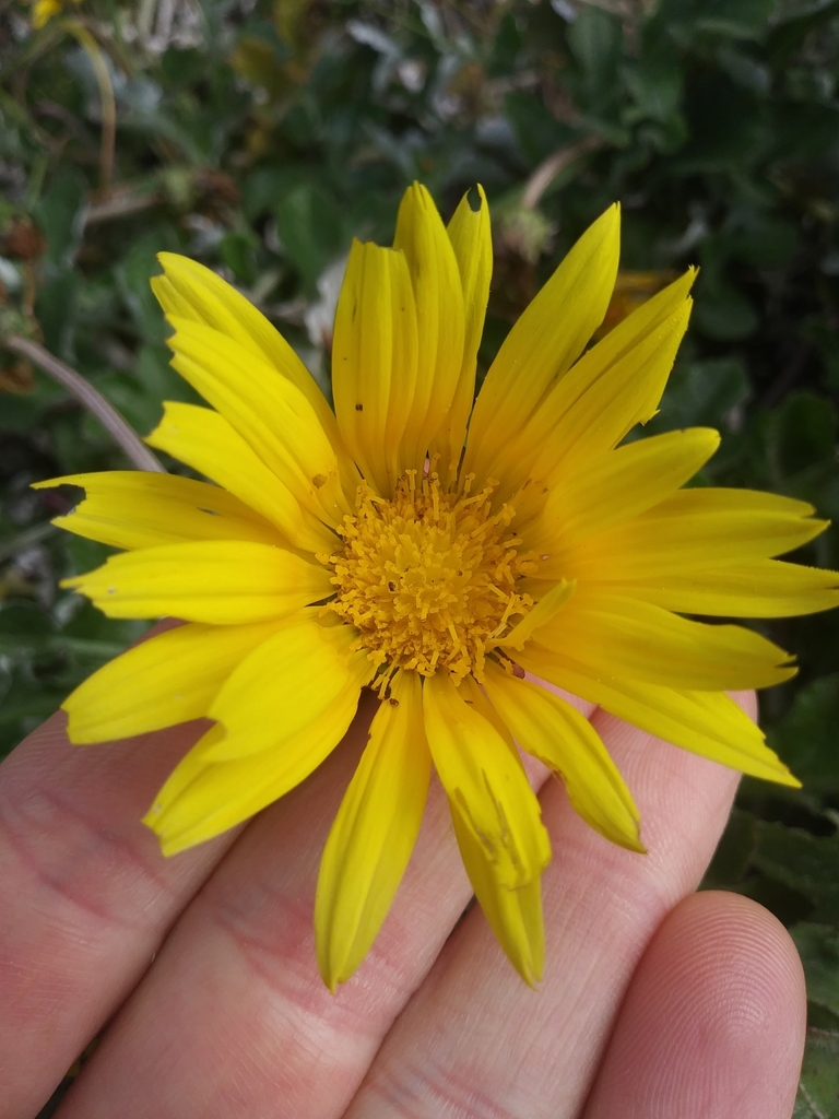 sunflowers, daisies, asters, and allies from 100 Mason St, Santa Cruz, CA 95060, USA on April 14