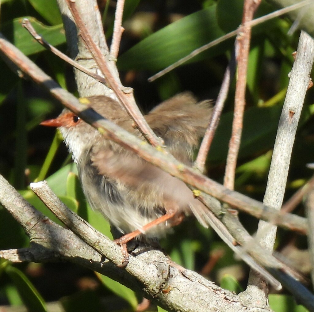 Superb Fairywren from Torquay Jan Juc VIC 3228, Australia on January