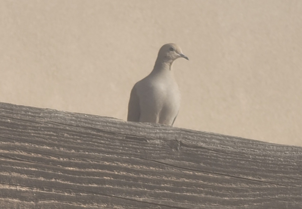 Mourning Dove from Miramonte at the River, Tucson, AZ, USA on January