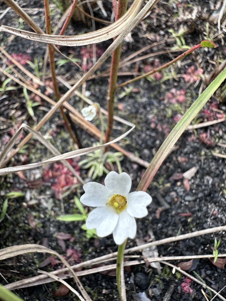 Small butterwort in January 2024 by lyohneeah · iNaturalist