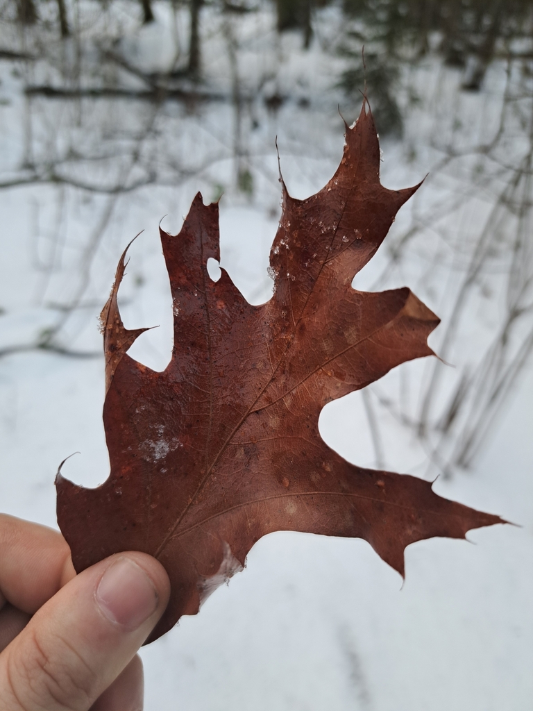 northern red oak from Echo Bay, ON P0S 1C0, Canada on January 28, 2024