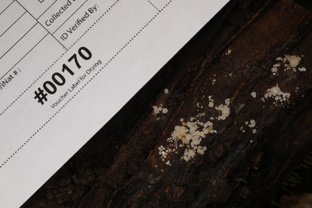 Fungi Including Lichens from Ann Rudd Saxman Nature Park, Donohoe Rd