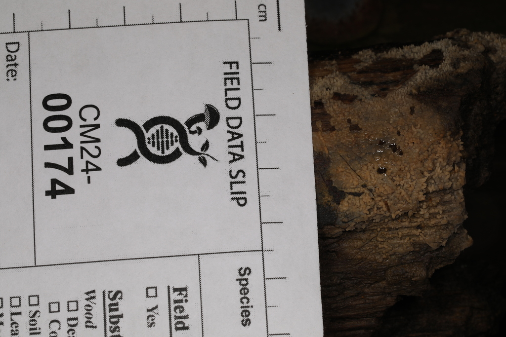 Fungi Including Lichens from Ann Rudd Saxman Nature Park, Donohoe Rd