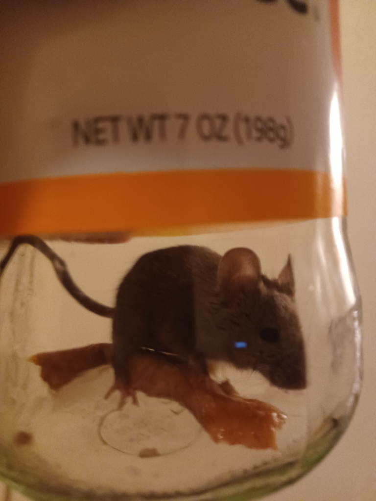 House Mouse from Victory Hills, Albuquerque, NM 87106, USA on January