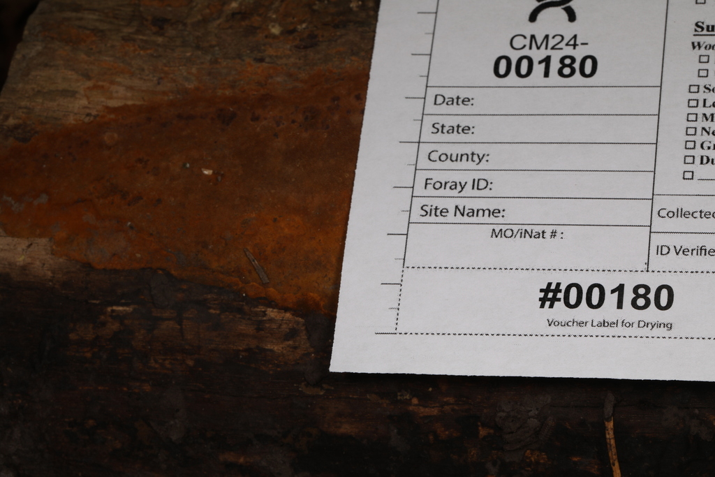 Fungi Including Lichens from Ann Rudd Saxman Nature Park, Donohoe Rd