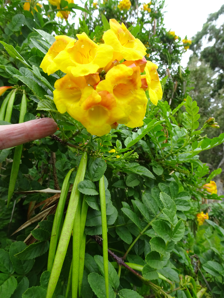yellow trumpet flower from Narooma NSW 2546, Australia on January 31