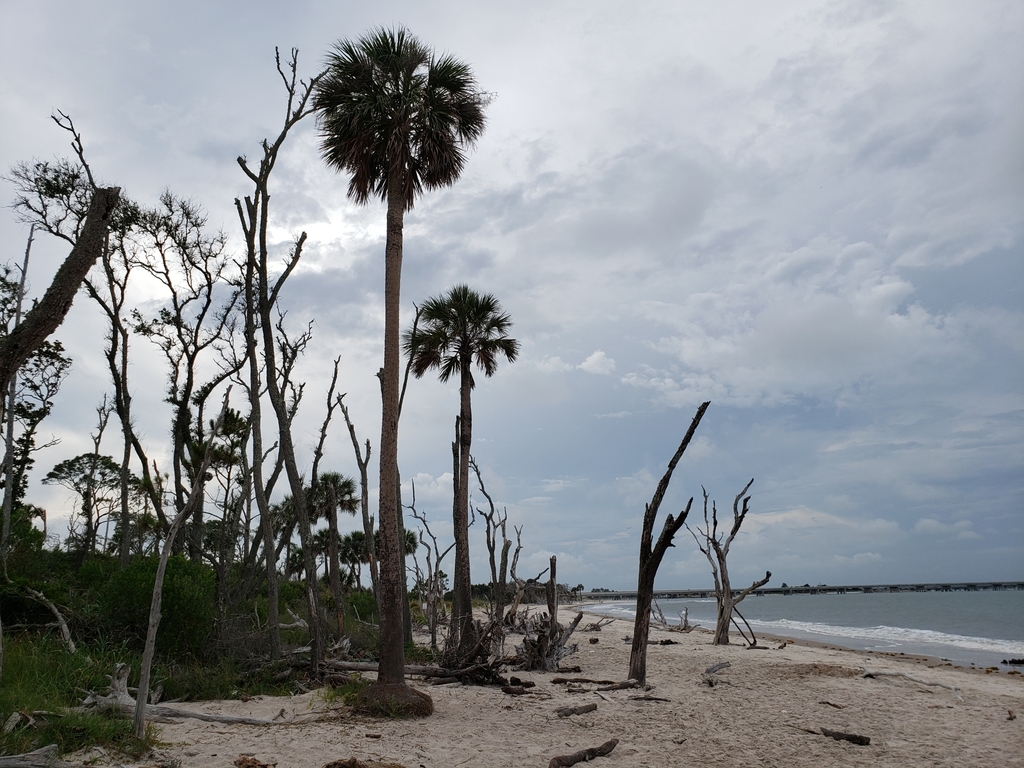 cabbage palmetto from Boneyard Beach Access Point 2, Jacksonville, FL