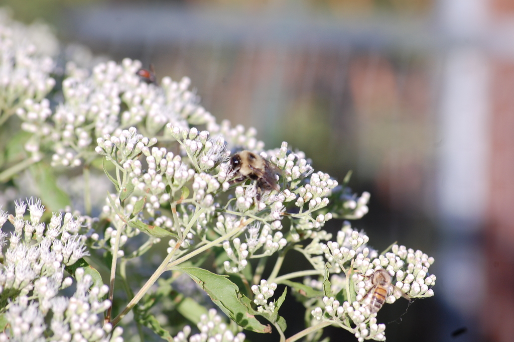Common Eastern Bumble Bee from 3044 Broadway Extended, Greenville, MS 38703, USA on September 28